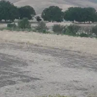 کاه گندم