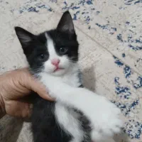 بچه گربه دستی