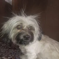 انتقال خون اورژانسی