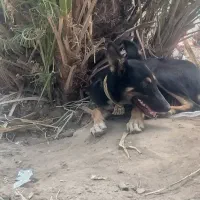 کوچک‌ژرمن