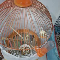 عروس هلندی سیامون ماده