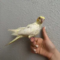 عروس هلندی