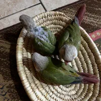 جوجه گیرینچیک و عروس هلندی