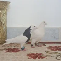 کبوتر