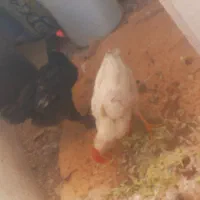 دوعدد خروس و مرغ ۵ماهه