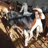 فروش کهره ماده کنگان