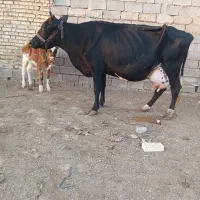 سلام گاو جرسی باگوساله ماده المانی