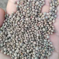 عدس محلی خوب بیضا