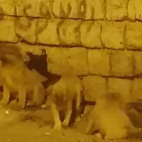 طوله سگ نیاز مند کمک (شکستگی پا)