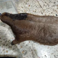 خیگ روغن ۱۰ کیلویی