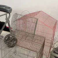 قفس