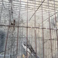 قناری ماده