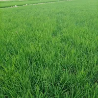 تخم چلتیک (شلتوک) شمیم سورتینگ شده یکدست