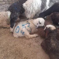 بره