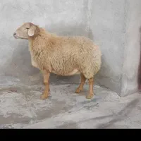 گوسفند ۵۰‌کیلویی‌واسه سربریدن حرف نداره قیمت۱۹ملیو