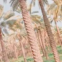 ماهر نخل