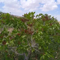 ۳۰ هکتارباغ پسته