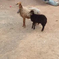 میش زاییده