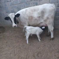 گاو