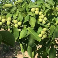 نهال گردوی پیوندی گلدانی صادراتی