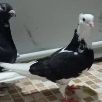 حمال