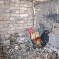 خروس چهل تاج جوان