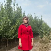 فروش نهال گیلاس با کیفیت درجه یک