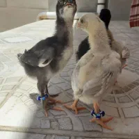 خروس لاری رو فرش رفته یک میدانه