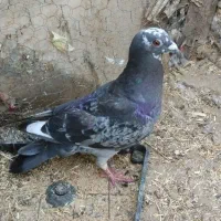 کفتر ابلغ