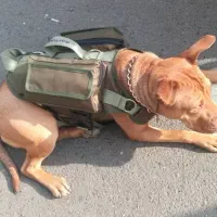 قلاده  کتفی تاکتیکال سگ بزرگ