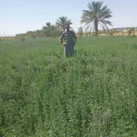 ییده