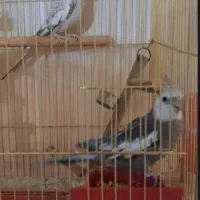 عروس هلندی جفت مولد