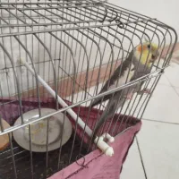عروس هلندی نر