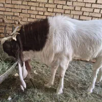 نربز گلابی جوان بسیار عالی