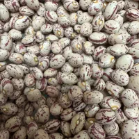فروش عمده حبوبات از تولید به مصرف نخود لوبیا چیتی