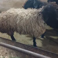 بره وگوسفند زنده