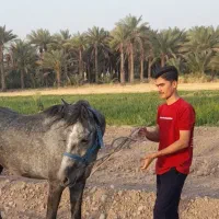 فروش اسب مادیان کرد
