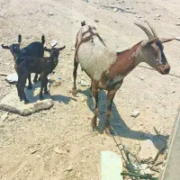 بز ثانن با دو بزغاله نر و ماده