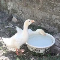 اردک پکنی ،قوغاز ، اردک موسکویی فروش یا معاوضه