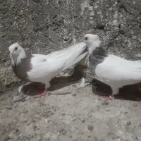 کبوتر