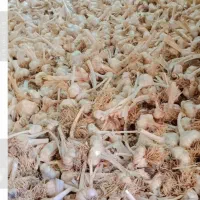 سیر خشک|عمده‌فروشی|بیجار, |دیوار