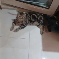 اسکاتیش نر گوش شکسته