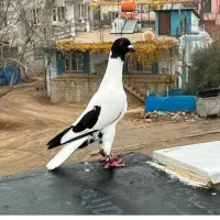 گمشده کله هما جوانه