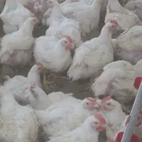 فروشی مرغ گوشی درب سالن پرورشی