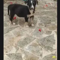 سگ هاسکی دوماه