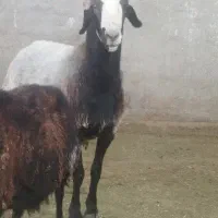 قوچ شالی هیکل