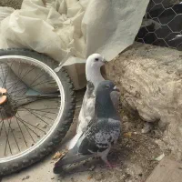 جفت پلاکی