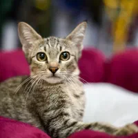 واگذاری بچه گربه واکسینه شده