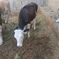 گوساله پای کل