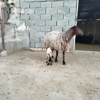میش و بره